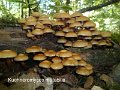Kuehneromyces mutabilis-amf1433